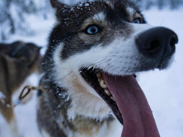 Husky dogs lead fasteners